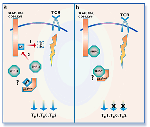 Helper t cell differentiation: a role for sap?