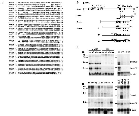 Cloning And Characterization Of A Family Of Novel Mammalian Dna Cytosine 5 Methyltransferases Nature Genetics