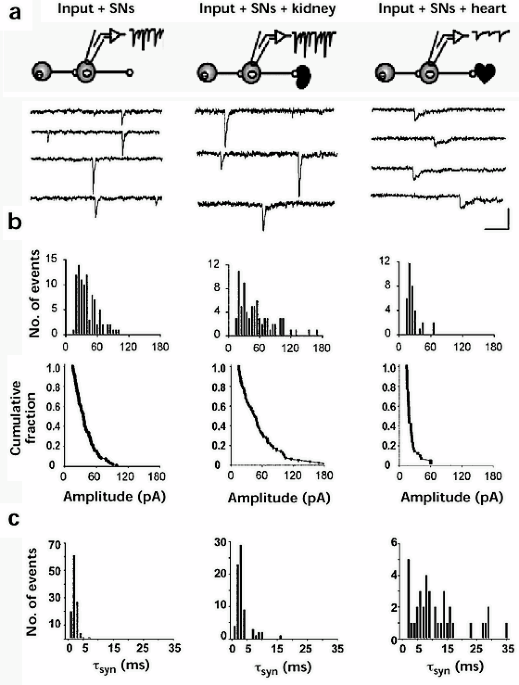 Target-specific control of nicotinic receptor expression at developing interneuronal synapses in chick