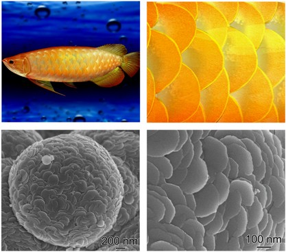 Fish-scale bio-inspired multifunctional ZnO nanostructures, fish scale