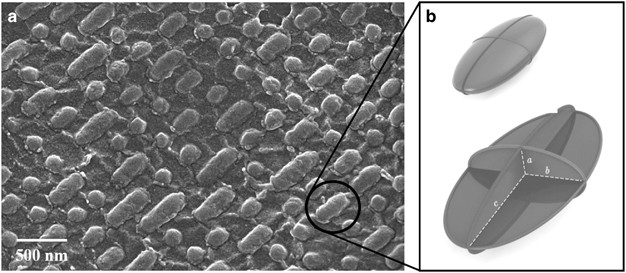 Gecko-inspired chitosan adhesive for tissue repair