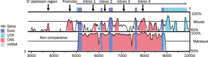 Hypomethylation of proximal cpg motif of interleukin-10 promoter regulates its expression in human rheumatoid arthritis