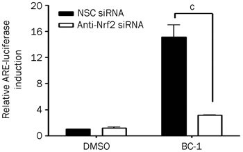 Página: 5313 – NSC Total