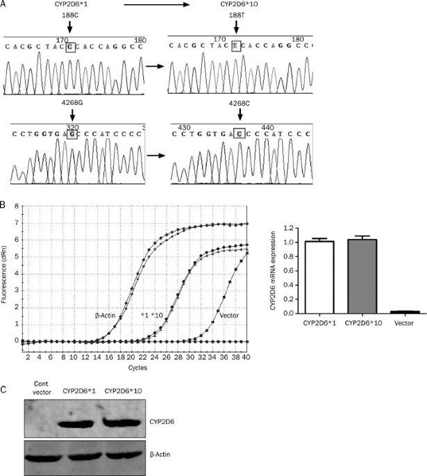 Inhibitory Effects Of Phytochemicals On Metabolic Capabilities Of
