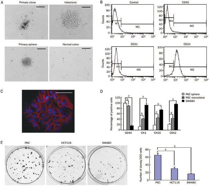 Establishment of a human colorectal cancer cell line P6C with stem cell  properties and resistance to chemotherapeutic drugs | Acta Pharmacologica  Sinica