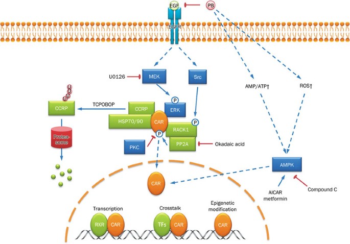 Deciphering The Roles Of The Constitutive Androstane Receptor In Energy Metabolism Acta Pharmacologica Sinica