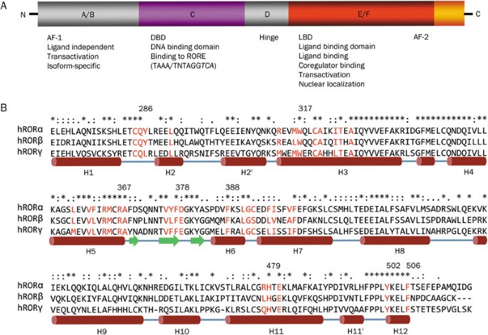 Ror Nuclear Receptors Structures Related Diseases And Drug