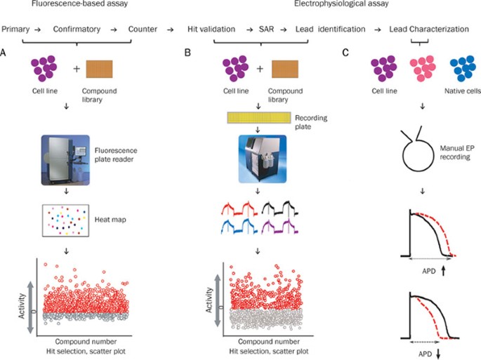 High Throughput Screening Technologies For Ion Channels Acta Pharmacologica Sinica
