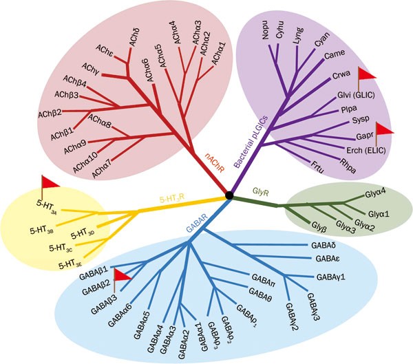 Ion Channels Gated By Acetylcholine And Serotonin Structures Biology And Drug Discovery Acta Pharmacologica Sinica Ion Channels Gated By Acetylcholine And Serotonin Structures Biology And Drug Discovery Acta Pharmacologica Sinica