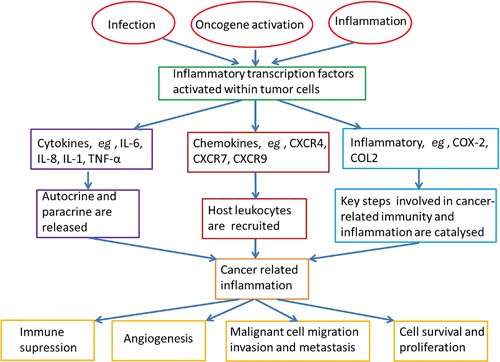 Advances in the study of berberine and its derivatives: a focus on anti-inflammatory and anti-tumor effects in the digestive system