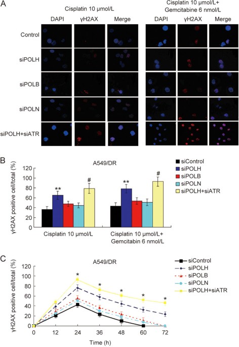 co inhibition of pol η and atr sensitizes cisplatin resistant non