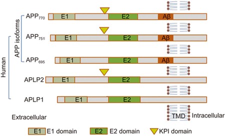 Amyloid Beta Structure Biology And Structure Based Therapeutic Development Acta Pharmacologica Sinica