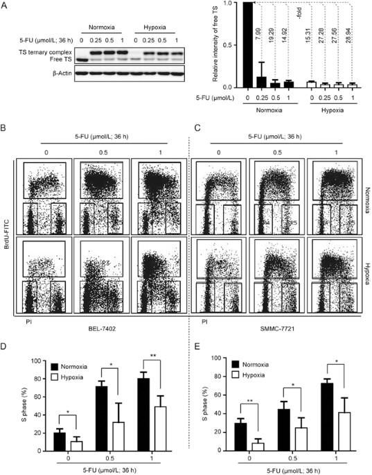 Hypoxia Induces Universal But Differential Drug Resistance And Impairs Anticancer Mechanisms Of 5 Fluorouracil In Hepatoma Cells Acta Pharmacologica Sinica