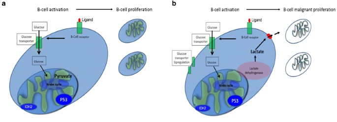 Uncovering Molecular Abnormalities Leading To The Warburg Effect In Primary Refractory Diffuse Large B Cell Lymphoma Blood Cancer Journal