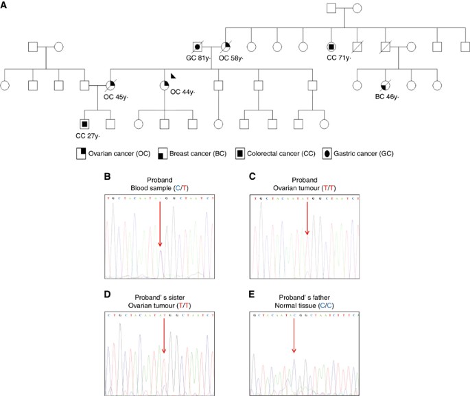 Characterisation of the novel deleterious RAD51C p.Arg312Trp variant and  prioritisation criteria for functional analysis of RAD51C missense changes  | British Journal of Cancer