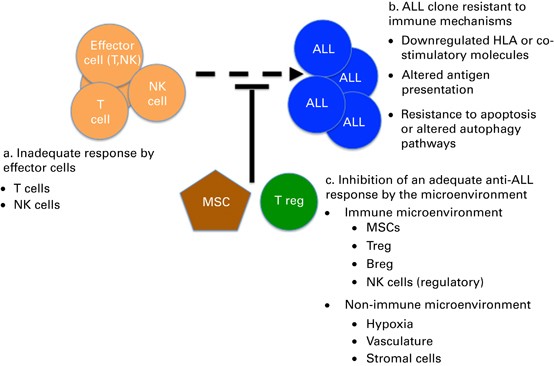 New frontiers in pediatric Allo-SCT: novel approaches for children and adolescents with ALL