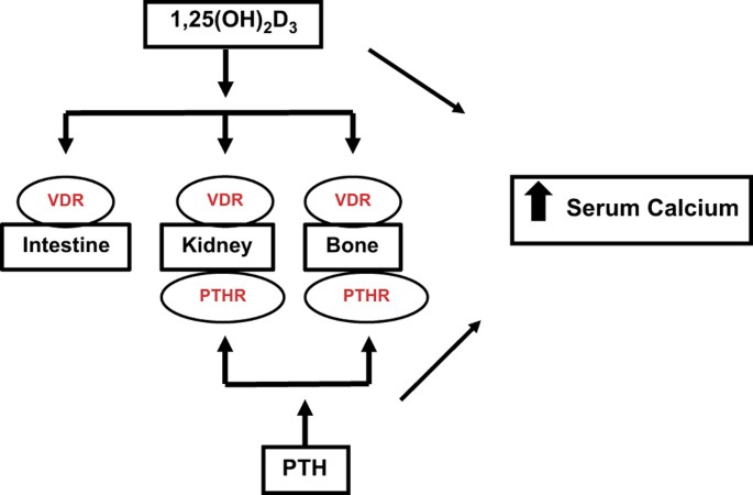 Vitamin D Calcium Homeostasis And Aging Bone Research