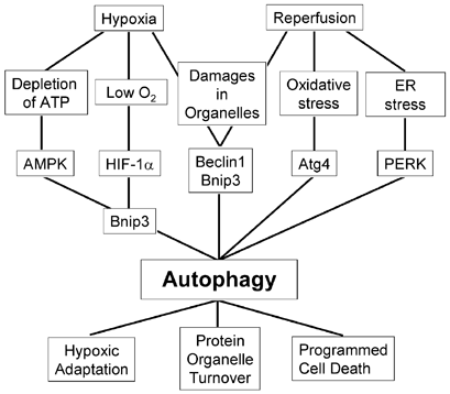 Distinct Roles of Autophagy in the Heart During Ischemia and Reperfusion
