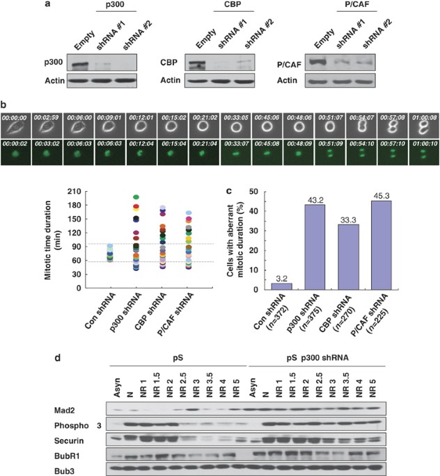 Mitotic Catastrophe Is The Predominant Response To Histone Acetyltransferase Depletion Cell Death Differentiation