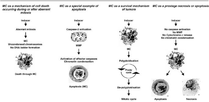 Death Through A Tragedy Mitotic Catastrophe Cell Death Differentiation