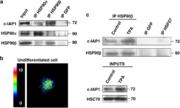 Interaction Of Heat Shock Protein 90 B Isoform Hsp90 B With Cellular Inhibitor Of Apoptosis 1 C Iap1 Is Required For Cell Differentiation Cell Death Differentiation