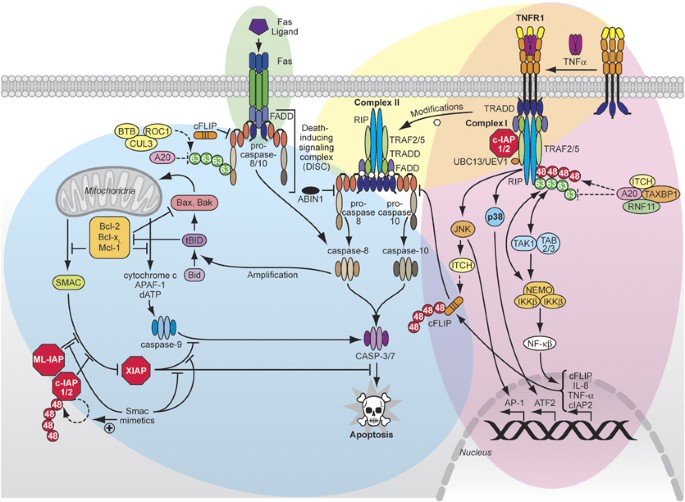 Regulation Of Death Receptor Signaling By The Ubiquitin System Cell Death Differentiation