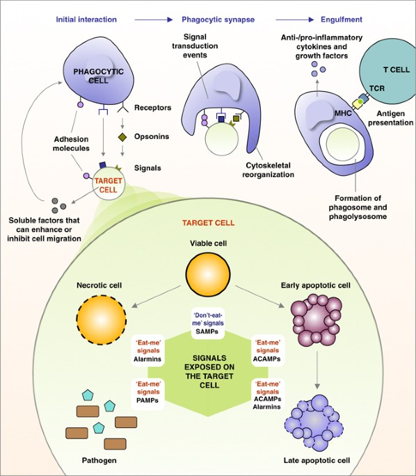 Molecular Mechanisms Of Late Apoptoticnecrotic Cell - 
