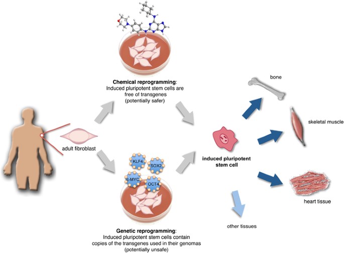 Cell reprogramming: expectations and challenges for chemistry in stem cell biology and regenerative medicine | Cell Death & Differentiation