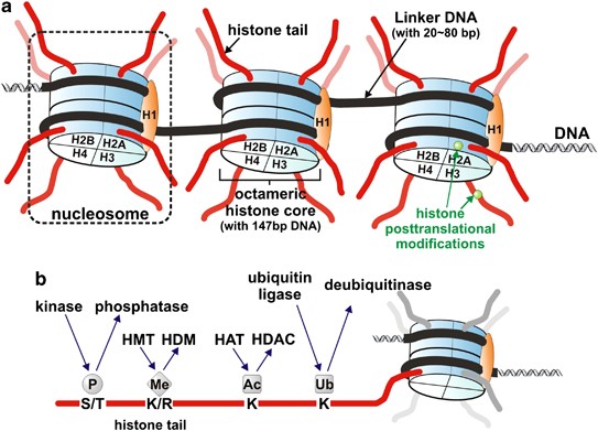 apoptosis related histone modifications