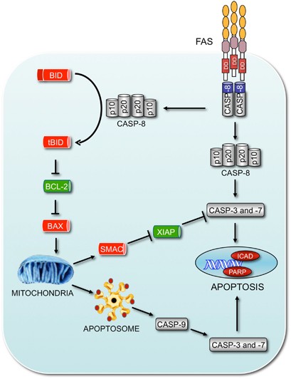 Fas death receptor signalling: roles of Bid and XIAP | Cell Death ...