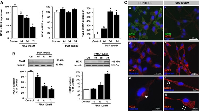 Silencing or knocking out the Na+/Ca2+ exchanger-3 (NCX3) impairs  oligodendrocyte differentiation | Cell Death & Differentiation
