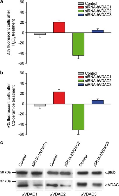 Vdac1 Selectively Transfers Apoptotic Ca 2 Signals To Mitochondria Cell Death Differentiation