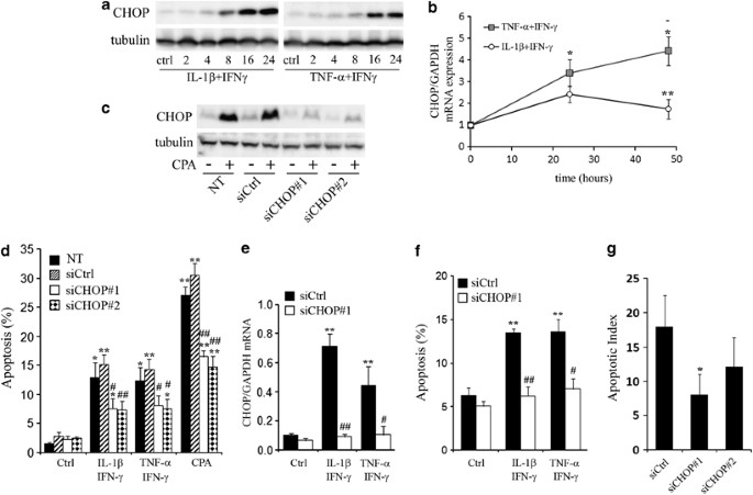 C/EBP homologous protein contributes to cytokine-induced pro-inflammatory  responses and apoptosis in β-cells | Cell Death & Differentiation