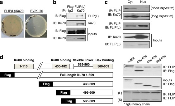 Identification of an acetylation-dependant ku70/flip complex that regulates flip expression and hdac inhibitor-induced apoptosis