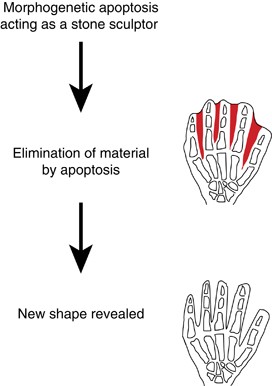 Shaping Organisms With Apoptosis Cell Death Differentiation