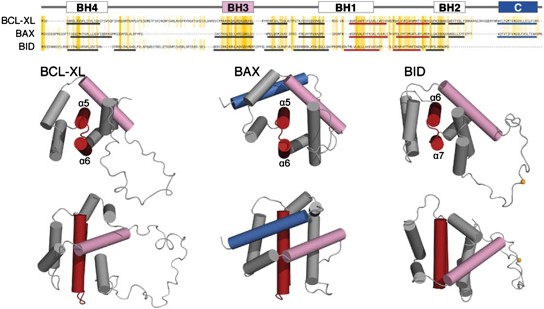The rheostat in the membrane: bcl-2 family proteins and apoptosis