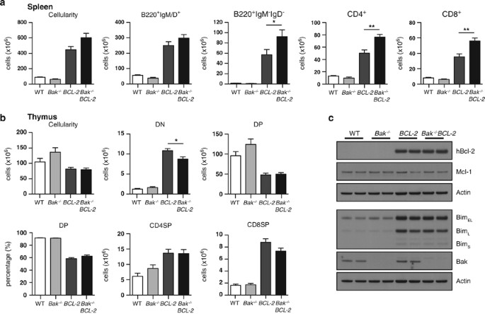 Loss of Bak enhances lymphocytosis but does not ameliorate thrombocytopaenia in BCL-2 transgenic mice