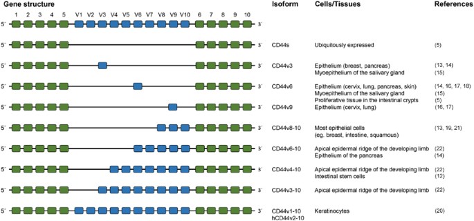 cd44 glutathione Intracellular Domain: A Long Tale of a Short Tail Interaction between CD44 variant 8-10