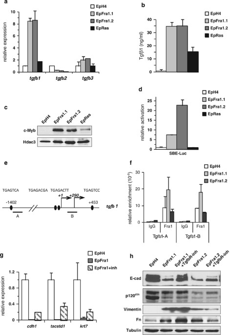 Fra-1/AP-1 induces EMT in mammary epithelial cells by modulating Zeb1/2 and  TGFβ expression