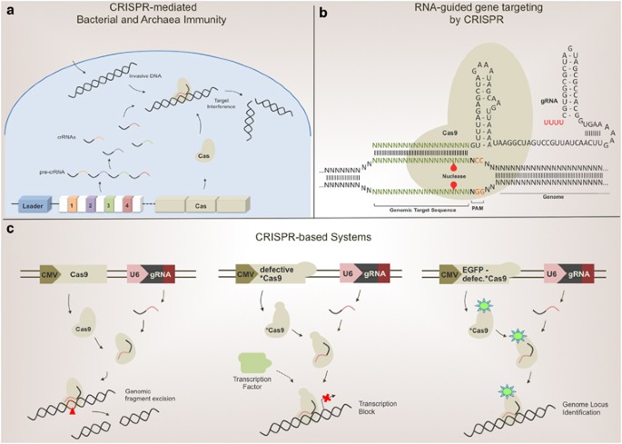 Crispr: a new method for genetic engineering – a prokaryotic immune component may potentially open a new era of gene silencing