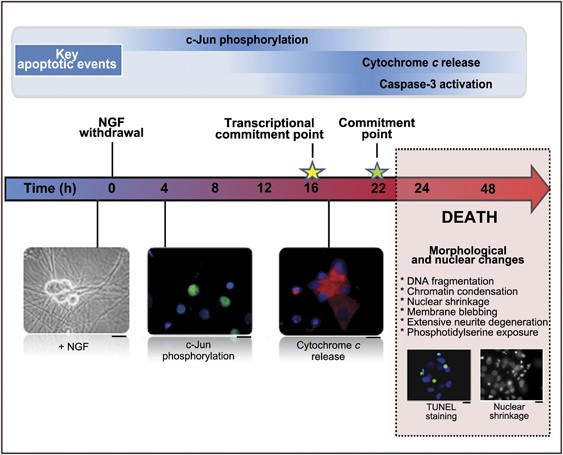 Programmed cell death 50 (and beyond)