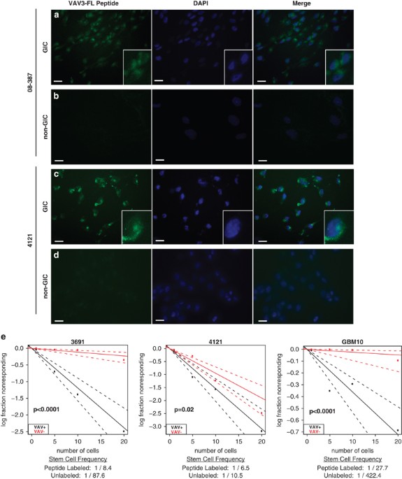 Identification of a novel peptide ligand for the cancer-specific receptor  mutation EGFRvIII using high-throughput sequencing of phage-selected  peptides