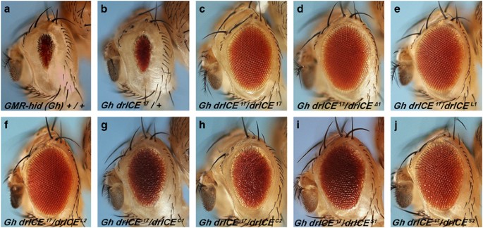 Genetic characterization of two gain-of-function alleles of the effector caspase drice in drosophila
