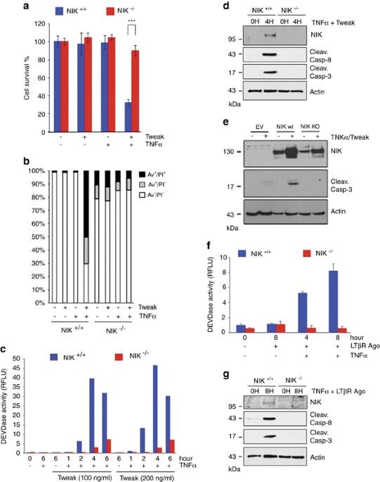 NIK promotes tissue destruction independently of the alternative NF-κB  pathway through TNFR1/RIP1-induced apoptosis | Cell Death & Differentiation