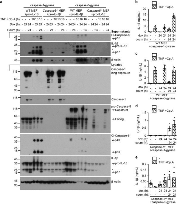 The ubiquitylation of IL-1β limits its cleavage by caspase-1 and targets it  for proteasomal degradation