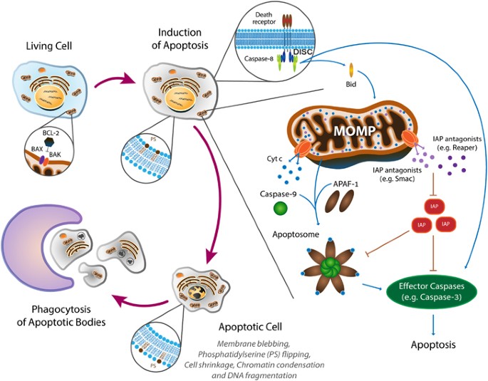 Cell Processes Diagram