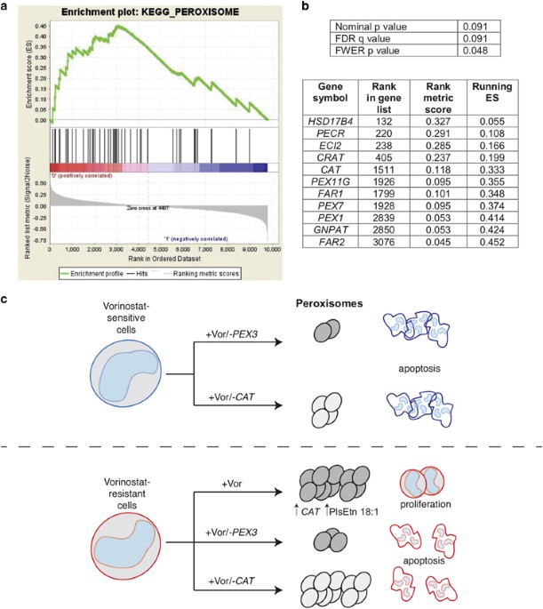 Cytotoxicity of BAL1 (Left) and cell survival rate after UVA damage