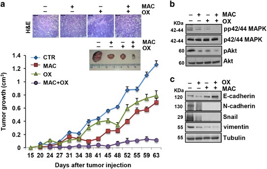 YAP and endothelin-1 signaling: an emerging alliance in cancer, Journal of  Experimental & Clinical Cancer Research