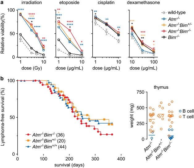 Loss of bim augments resistance of atm-deficient thymocytes to dna damage-induced apoptosis but does not accelerate lymphoma development