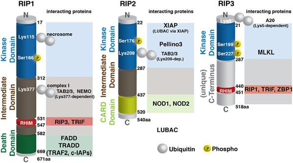Diverse Ubiquitin Linkages Regulate Rip Kinases Mediated Inflammatory And Cell Death Signaling Cell Death Differentiation